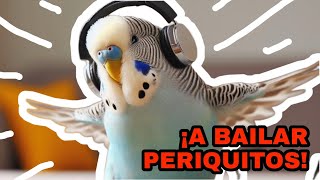 ¡A BAILAR PERIQUITOS MÚSICA VIBRANTE PARA TUS AVES [upl. by Osei]