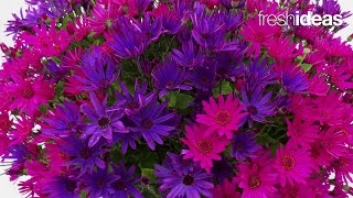 Fresh New Senetti Varieties and Combos [upl. by Velma]