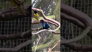 Azulão male bird singing  grosbeak song birds bird [upl. by Suoinuj950]