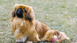 Pekinés Pekingese  Raza de Perro [upl. by Nagey71]