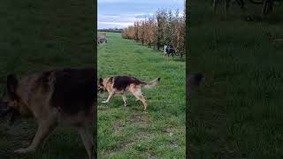 Wandelen met Ierse Wolfhonden Qamar amp Sookie en Duitse Herder Jack Dit na lange ziekte van Qamar [upl. by Arta]