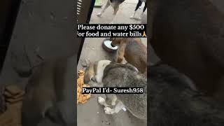 Stray dog Feeding  Rescued Stray puppiesSave Animals animals feedingstraydogs dogs [upl. by Yanffit979]