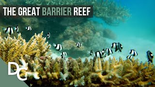 The Underwater Paradise Of Australia  Great Barrier Reef  Nature Documentary  Documentary Central [upl. by Archaimbaud]