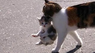 Mama Cat Carrying Baby Kittens Videos Compilation 2017 [upl. by Mountfort]