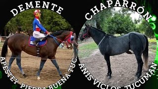 Chaparron vs Demente Hipico los Compadres  Atahona  Tucumán [upl. by Ronaele656]