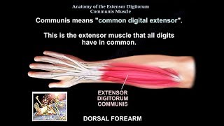 Anatomy Of The Extensor Digitorum Communis Muscle  Everything You Need To Know  Dr Nabil Ebraheim [upl. by Eesyak]