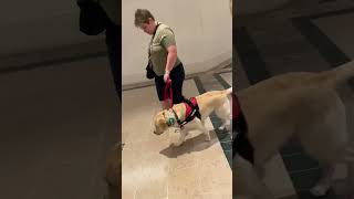 Some clips from our latest meetup  Bridgewater Commons servicedogs servicedog viral training [upl. by Euqinaj]