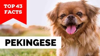 99 of Pekingese Owners Dont Know This [upl. by Pacheco]