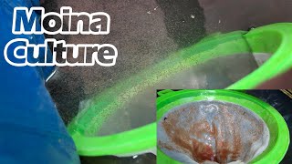 How to Culture Moina  Best Live Food for Guppies  LIVE AQUARIUM [upl. by O'Donovan]