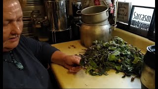 Harvesting and Making A Toothache Plant Infused Olive Oil For Salves [upl. by Kus338]