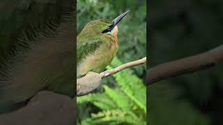 栗喉蜂虎Bluetailed BeeeaterTaipei Zoo [upl. by Keenan]