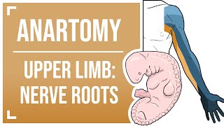 Dermatomes and Myotomes of the Upper Limb [upl. by Ecirtnuahs624]