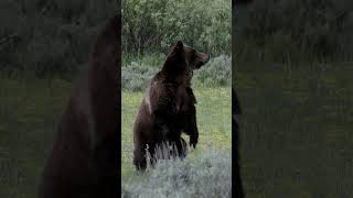 Grizzly Bear 399StandingWildlife PhotographyJackson HoleGrand TetonsYellowstone Parkshorts [upl. by Ellerey268]