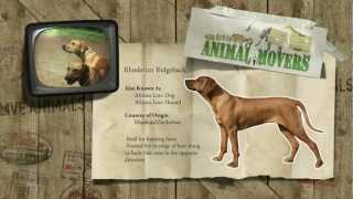 Find me a Dog Ridgeback Rhodesian [upl. by Novak698]