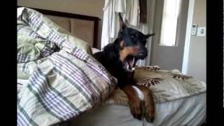 Cute Doberman Talking [upl. by Shelia]