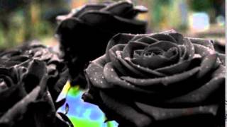 AS MARAVILHOSAS ROSAS NEGRAS DA TURQUIA  THE AMAZING BLACK ROSES FROM TURKEY [upl. by Laynad]