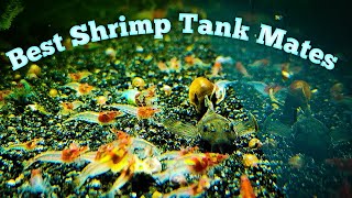 Best Tank Mates for Shrimp [upl. by Alya]