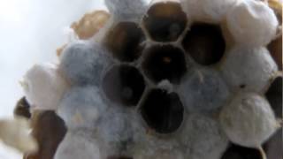 Wasp hatching from nest  timelapse [upl. by Salahi]