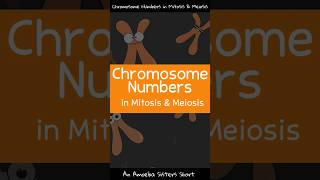 Chromosome Numbers in Mitosis amp Meiosis  Amoeba Sisters Shorts [upl. by Ades]