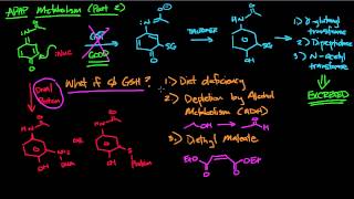 APAP Metabolism part 2 [upl. by Felten]