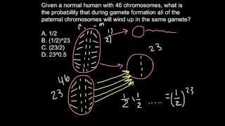 What is a probability for only paternal chromosomes to be inherited by the gamet [upl. by Rannug]