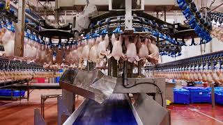 Experience the Future Fully Automated Poultry Slaughterhouse Production Line [upl. by Jehiel]