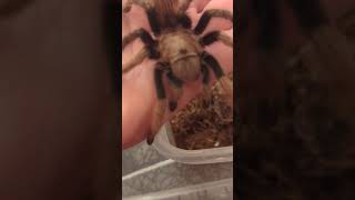 Molt Sexed Female Aphonopelma chalcodes Arizona Blond Tarantula tarantula spider arachnid [upl. by Eelrihs215]