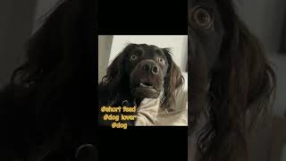 12 funny gif of dogs animals shortsvideo doglover dogs amazingfacts facts [upl. by Rask172]