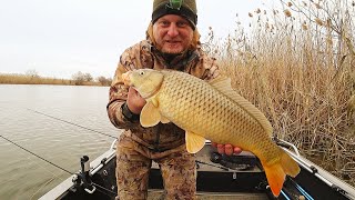 БЕШЕНЫЙ КЛЁВ САЗАНА Рыбалка на донку и червя Закидушки Нашёл где зимует сазан на реке [upl. by Eiznek51]