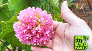 Dombeya x Cayeuxii PinkBall A STUNNING Winter BLOOMER that Produces Beautiful Pink Clusters [upl. by Eelasor150]