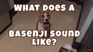 What Does a Basenji Sound Like [upl. by Attey491]