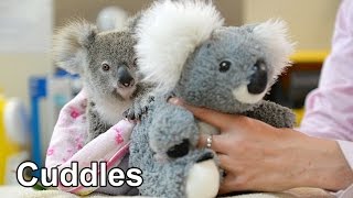 This baby koala loves his cuddly toy [upl. by Yenaj836]