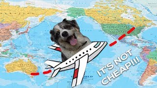 International Travel With a Pet  How to Get Your Dog on a Plane [upl. by Atilrac732]