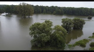 Hochwasser HohenauMarch u Drösing Au Zaya in RingelsdorfNiederabsdorf 15 Sep 2024  1 Teil [upl. by Amiarom29]