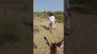 Experience towards donkeys animals donkeyvillage funnyanimal ytshortsvideo funny donkey [upl. by Jacoby]