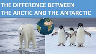 THE DIFFERENCE BETWEEN THE ARCTIC AND THE ANTARCTIC  SCIENCE VIDEO FOR KIDS [upl. by Turtle686]