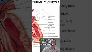 Entiende el Ciclo de Circulación Sangre y Corazón [upl. by Yetti]