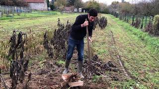 À la découverte de La Poire de terre Yacón [upl. by Leirvag]