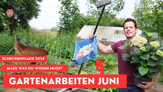 Gartenarbeit Juni  Schneckenplage 2024 Gemüsegarten Hochbeet Stauden und Hortensienpracht [upl. by Adnawal]