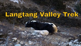 Unforgettable Langtang Valley Trek A Mustdo Adventure [upl. by Boor15]