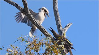 Kookaburra Bullied by Currawongs [upl. by Sonny]