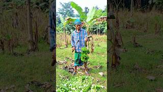 Banana cutting scene Ep 1073 shorts viral trending [upl. by Nomrac]