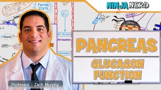 Endocrinology  Pancreas Glucagon Function [upl. by Takeshi]