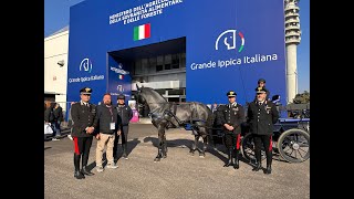 Fieracavalli uno stallone murgese al centro della scena [upl. by Ecnahc]