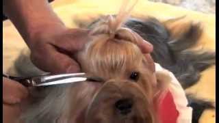 Yorkshire Terrier Show Grooming Part 2 of 2  Show Prep [upl. by Warfold]