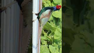 🇯🇵 Green Pheasant Phasianus versicolor in Pheasant Family Phasianidae Observed in Description [upl. by Enitnemelc]