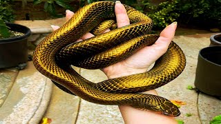 10 Most Expensive Snakes In The World [upl. by Arahsat662]