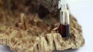 Vietnam cultivated agarwood Oud and distillation [upl. by Tillion772]