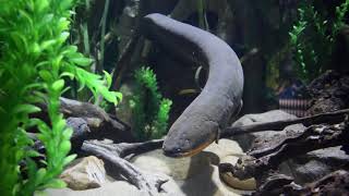 Rubber Gloves Recommended The Art of Moving an Electric Eel [upl. by Akehsat]