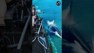 Orca eats fishing bait amazing orca viral [upl. by Ontine]